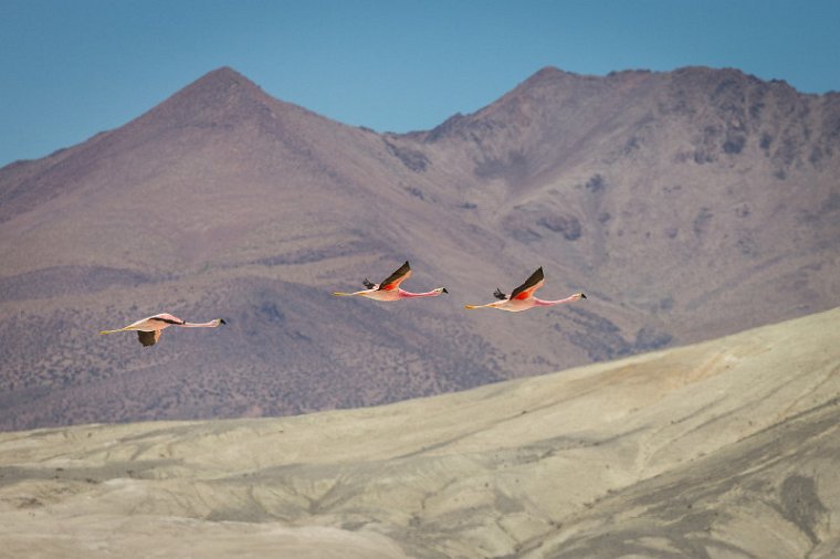 030 Salar de Surire, flamingo.jpg